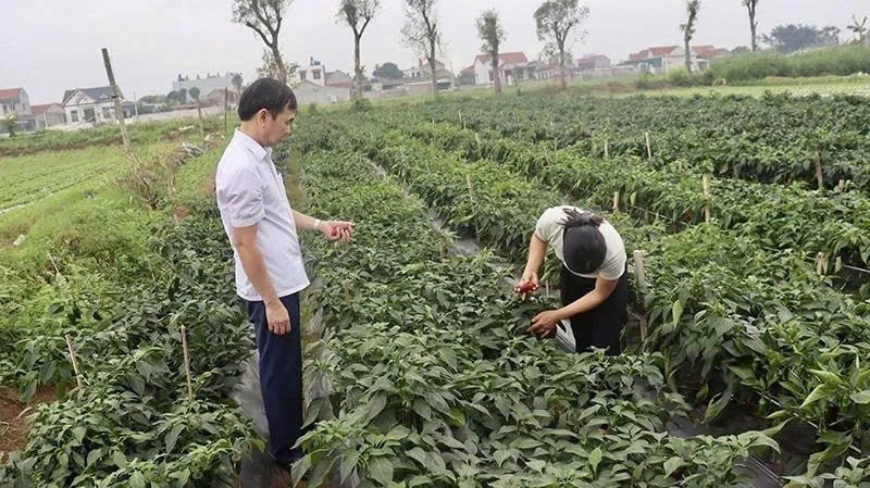 Nâng cao giá trị nông sản bằng “hộ chiếu” mã số vùng trồng